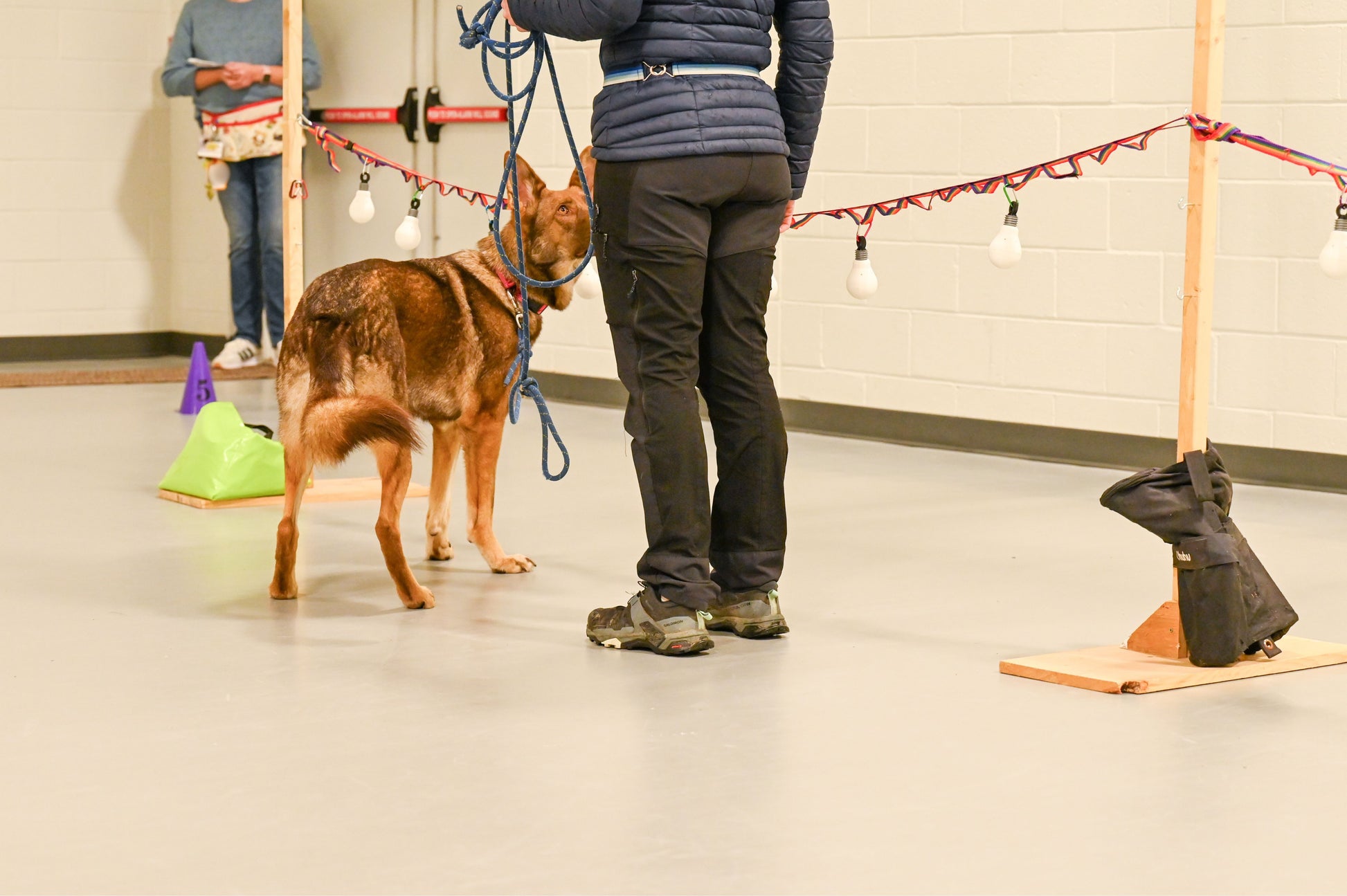 Light bulb scent hide being used in an SDDA competition. 